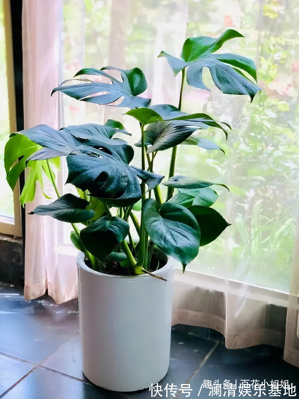 夜晚能够“制氧”的5种花,卧室小更要养一盆