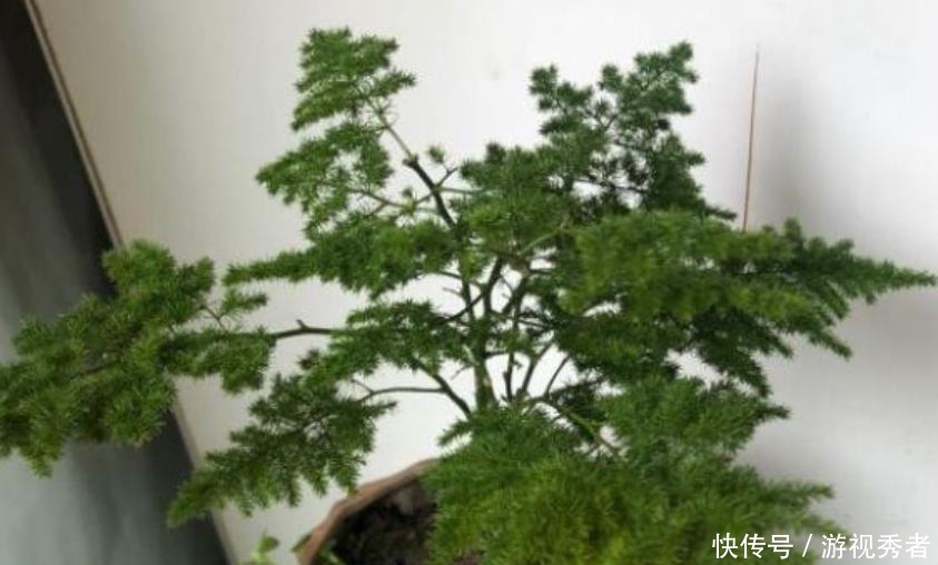 云竹|云竹换盆分株,找个“烟头”烫一下,换完不烂根,轻松变多盆