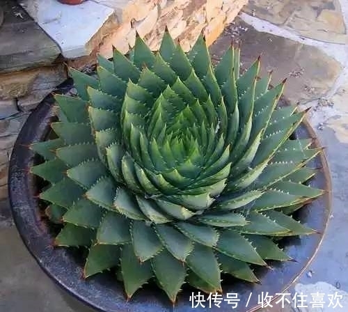 植物|神“造”般的植物奇景,仿佛画作精品,小编已深深着迷!