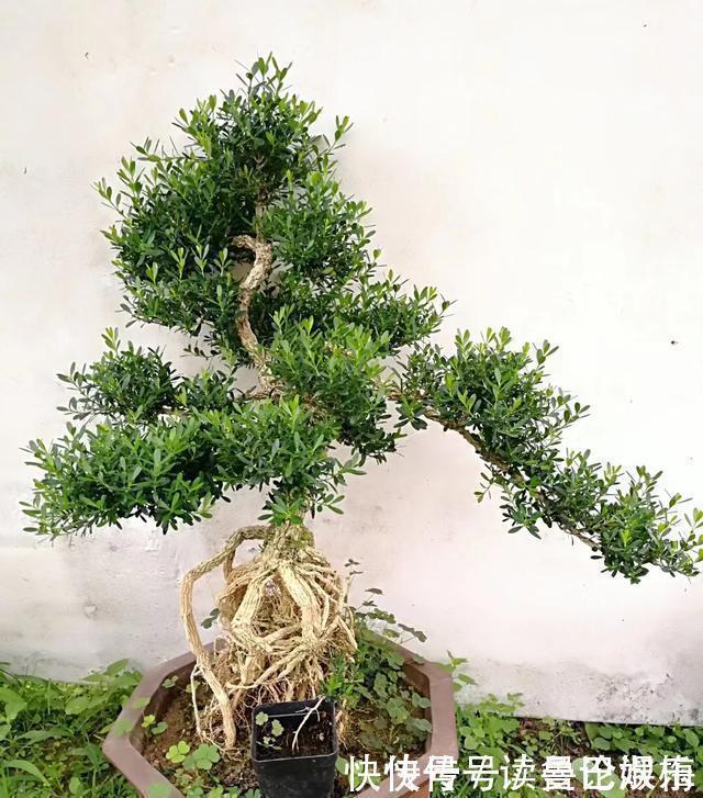 盆景|不管家中再小,一定要摆放上一盆“木中君子”