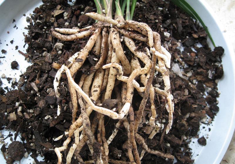 兰花上盆,5个窍门细节做足,根系深,花箭窜,兰花多又香