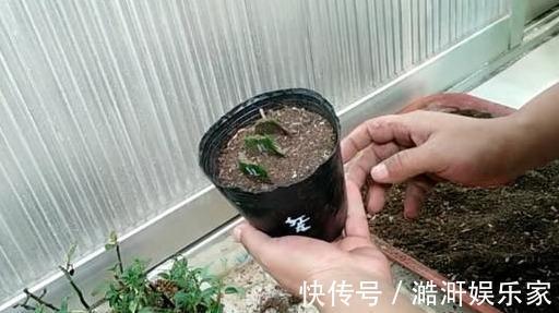 生根|扦插“蟹爪兰”,生根后快“挪窝”,挪一棵爆一盆
