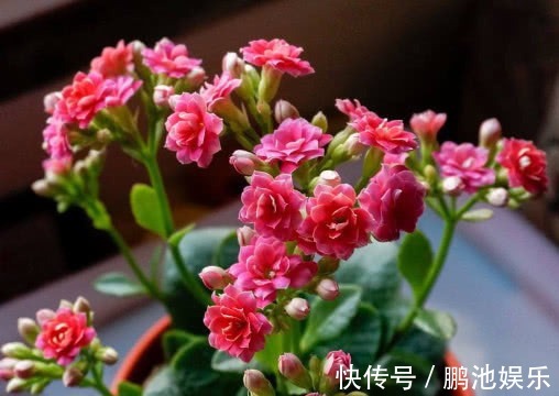 花盆|长寿花漂亮又艳丽,教你3个盆栽长寿花的小妙招,长的越来越旺盛