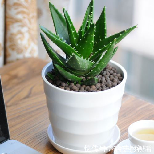 超级好养的8种花,1个月不浇水也死不了!