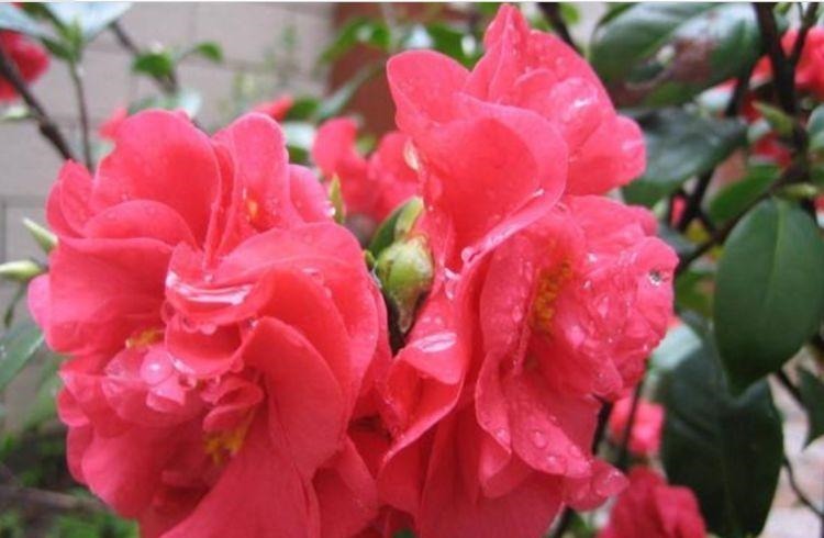 4种花很耐养,沾土就能活,越懒养长得越好,给点阳光就爆盆!