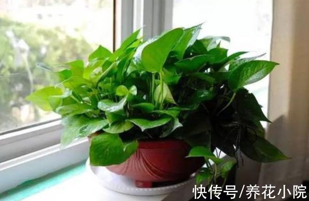 冬天养绿萝别只浇水,做好3件事,长得茂盛,叶子油绿光亮