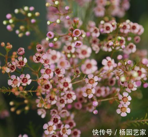  好养|此花好养又好看，一盆能开上百朵，花期长达300天，是盆栽佳品！