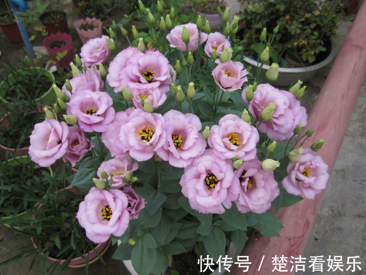 喜欢菊花,不如养盆“菊中精品”红毛球,似雪罩芙蓉,美艳十足!