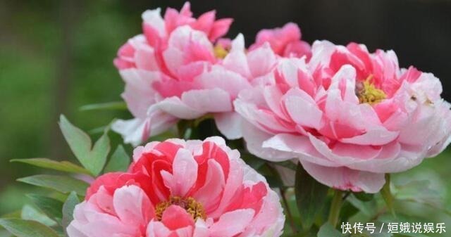 长势|超漂亮的5种花卉,长势好、花色艳,开花硕大香味浓