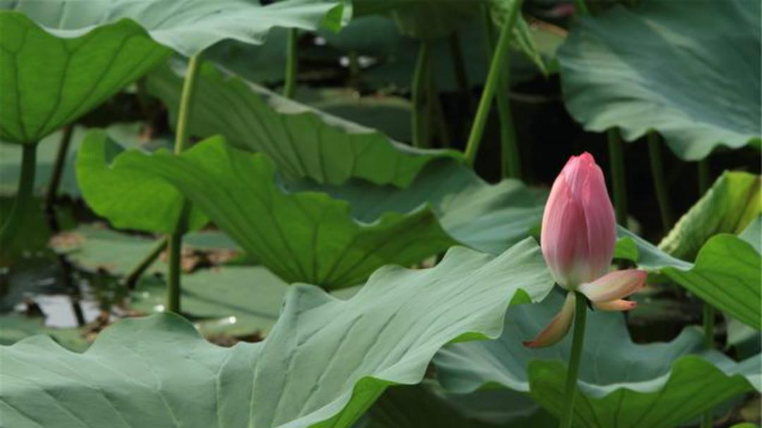 于王氏|李商隐:荷叶生时春恨生,荷叶枯时秋恨成!爱情也会慢慢地枯萎!