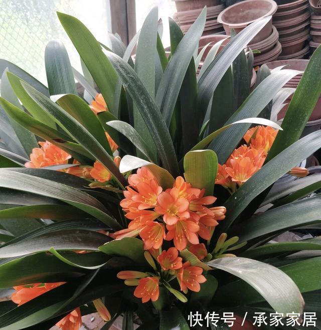 李大姐养君子兰,开春切一刀,养60天,冒出9个芽,要爆盆了