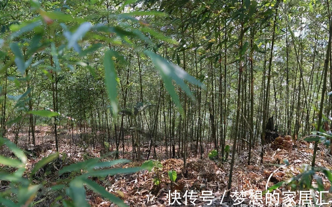 没有院子也能养好竹子,这几种竹子可以做成盆景养在室内