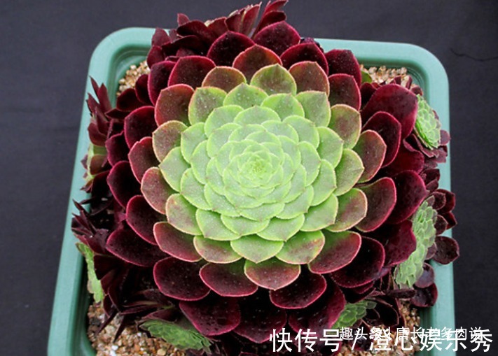 法师|多肉嘉年华法师平常十分低调,但养出状态后它的颜值不输任何多肉