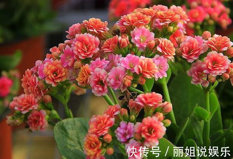 11月后养长寿花,2种花肥不能再用了,不然今年不开花,白养了
