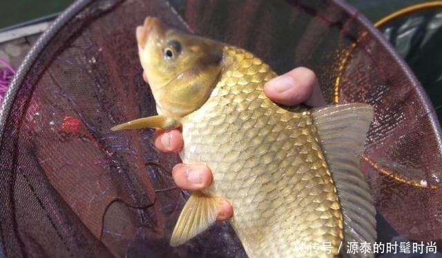 蚯蚓|告诉你一个秘密,秋天唯独这调钓方式最正确,大鲫鱼接二连三的上