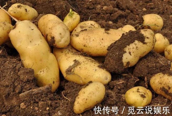 硫辛酸|土豆和它是天生的“敌人”,不能一起食用,记得告诉家里人