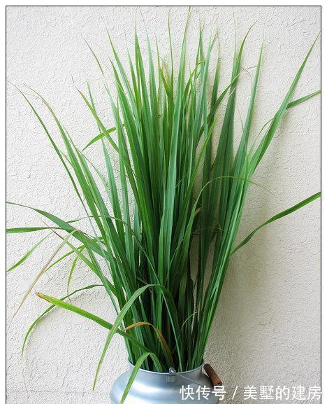 薰衣草|这些植物是蚊虫克星,夏天到了养上一盆,不用买蚊香啦