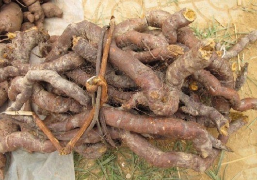 繁殖能力极强,入侵多国臭名昭著,我国却大量种植,亩产超万元