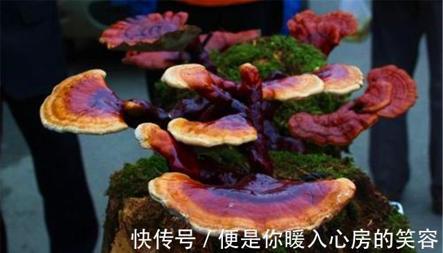 铁皮石斛|4种“名贵中药”做盆景,一养就是30年,土豪出价“5万”都不卖!