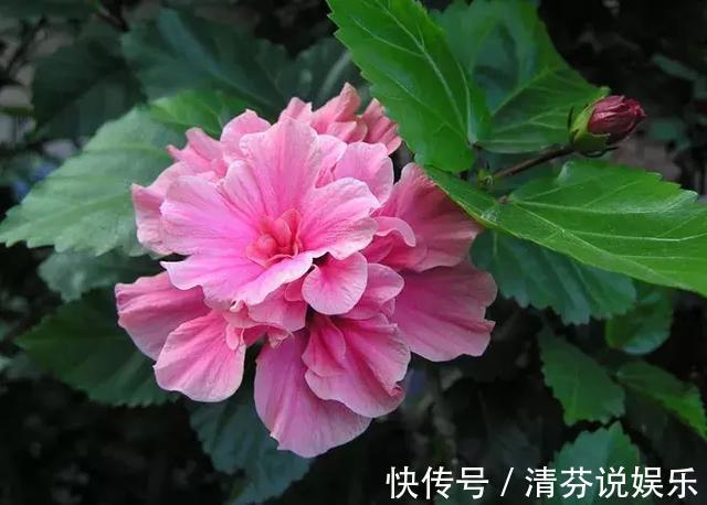 湿润|想要常年都能看见绿植开花,那就养这几种吧,花期超长!