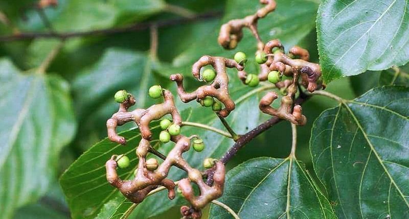 下霜后才成熟,常以为是假水果却甘甜如蜜,真正价值却少人知