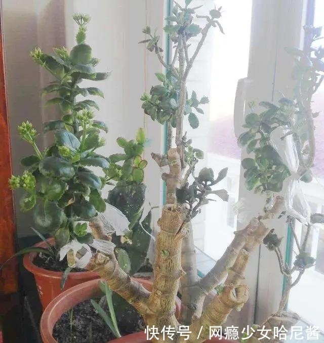 把长寿花培养成老桩并不难,看见了别羡慕,照着做,自己也能养