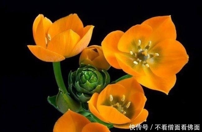 想要君子兰多发芽,避开“三种水”,当月催出花箭,绽放层叠群兰