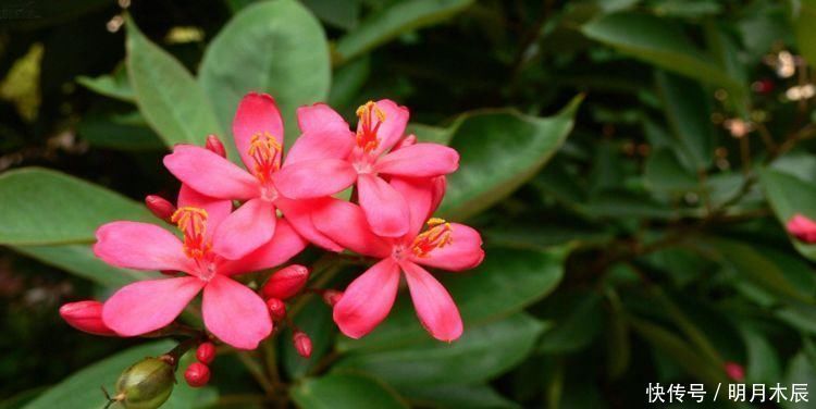 一年都能开花的四种花卉,从头开到尾,比绿萝好养,比牡丹好看