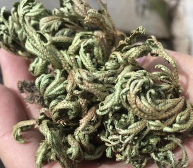 山上的1种“还魂草”,叶片枯萎却“活着”,种花盆里,价值高!
