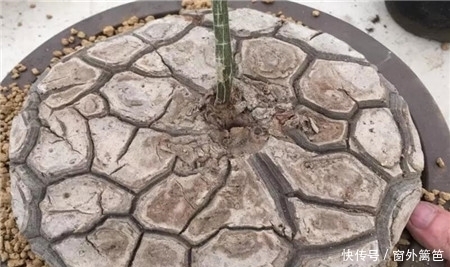 龟甲龙|天价多肉出炉,1盆价值20万!吓倒“贫民老百姓”