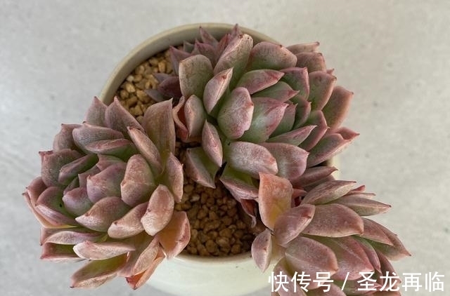 夏季|火焰杯多肉,升级版的紫罗兰女王,隔着玻璃晒太阳也能红