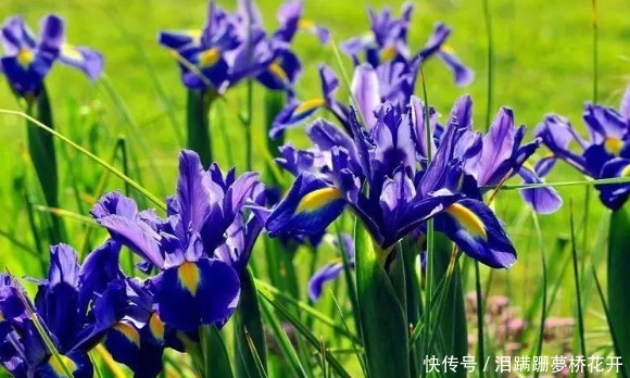 4种花夏天要“勤”浇水,浇水多开花多,不然叶片发黄不开花!