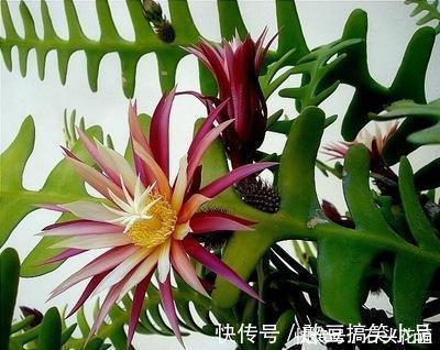 此5种植物，叶子“奇特”又漂亮，养在家里大气、又好看