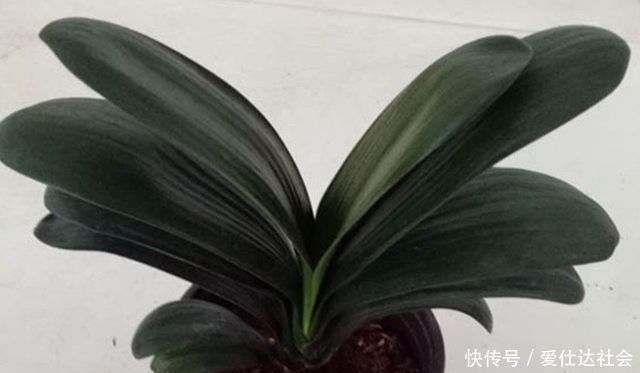 观赏价值|君子兰这样养，叶子不长偏开花又不夹剪，还可促进叶绿花艳