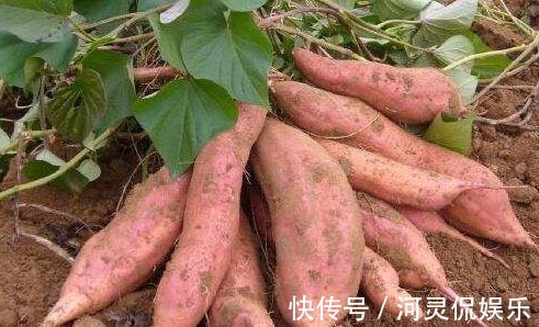 病菌|有“长寿食品”之誉的红薯,减肥瘦身,如何收获高产优质的红薯
