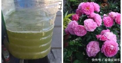 西瓜皮扔了才叫浪费,这养花神器堪比百元花肥,花长得窜屋顶!