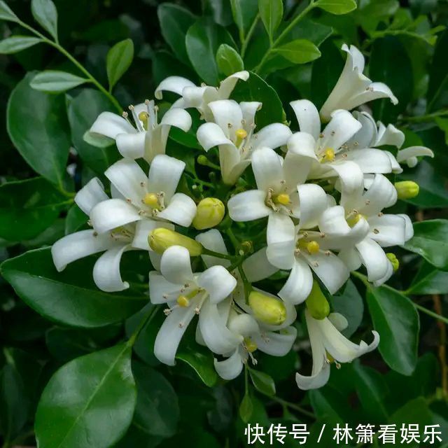 九里香移栽上盆老是黄叶掉叶走出6个误区，根旺叶茂明年开花多