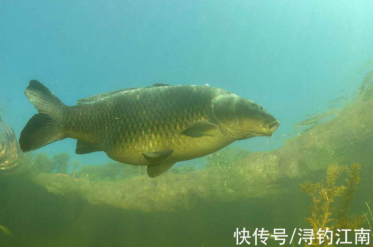 水温|秋分过后,钓鲤鱼真有那么容易吗?掌握好这4点,不连杆都不行