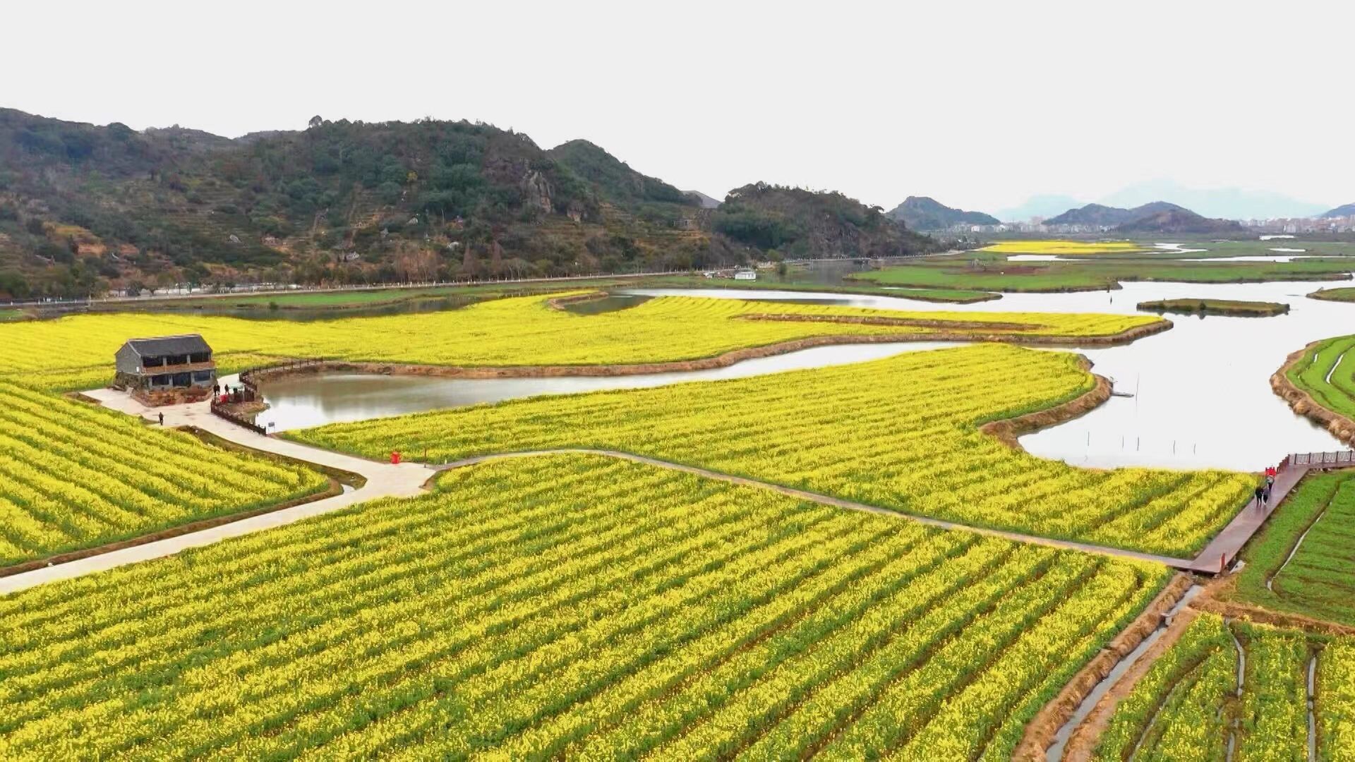 桃江|全省最早！临海桃江十三渚500亩油菜花惊喜盛开，一起来寻找春的气息吧