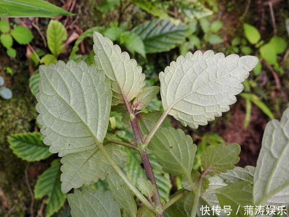 农村一种野草,人称“肝之草”,是民间“养肝”良方,煲汤是一绝