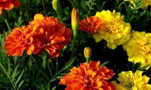 新手|开花最勤快的盆栽,年头开到年尾,花色喜庆,养护容易,适合新手