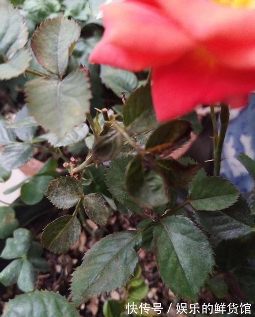 月季灰霉病,肥害,缺素症,缺铁性黄叶怎么救