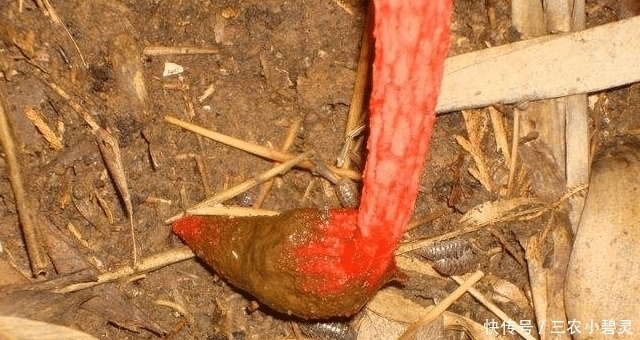 遇见|遇见“它”,请您高抬贵脚,别踩下去,当今好珍贵