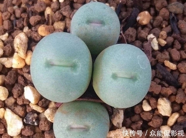 品种|多肉植物界“最爱美”的一个品种！一张小红嘴真是可爱