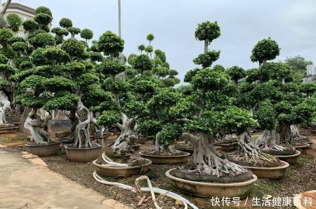 怎么让榕树盆景的根系快速变粗6种方法总有1种适合你,太棒了!