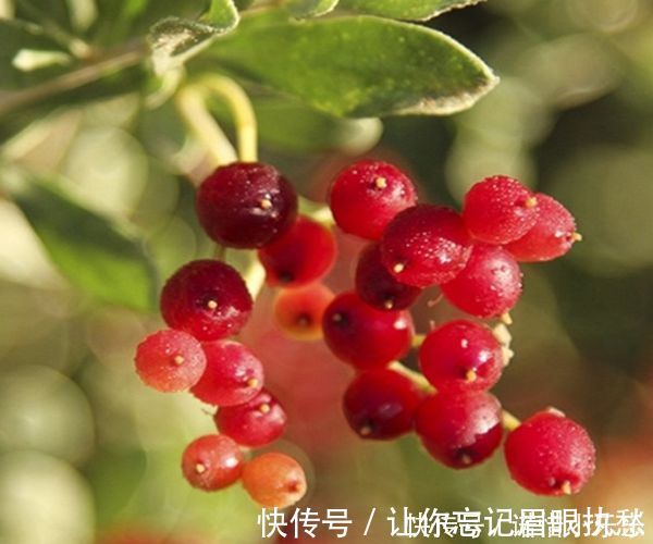 血凝块|人到中年后,多吃这几种水果,软化血管,抗衰老更长寿