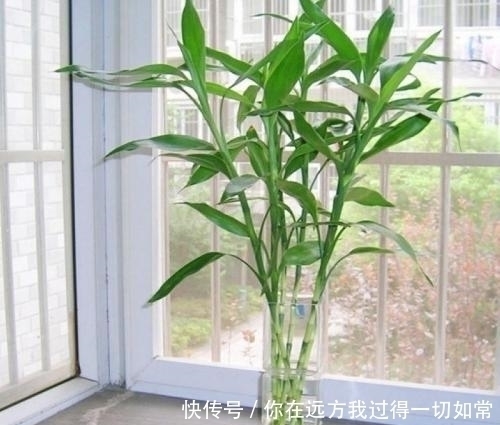 绿萝|5种耐阴花，家里采光不好也能养，叶油绿生长旺，值得拥有！