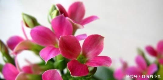 简单|今年的长寿花一直在消苞,别慌,简单几步教给你,开花爆盆不见叶