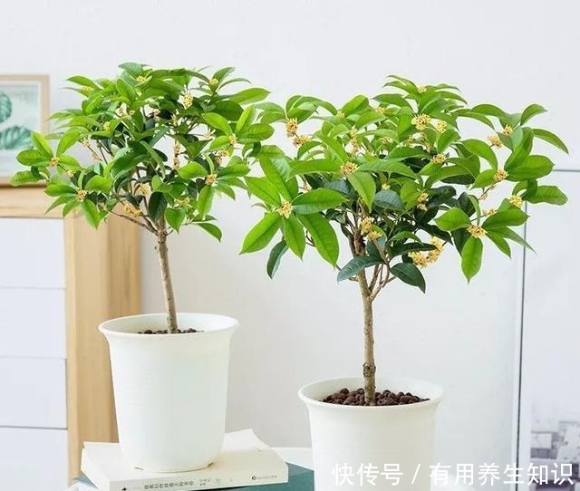 这6种花 再穷也要养 气味芬芳,杀菌抑菌!