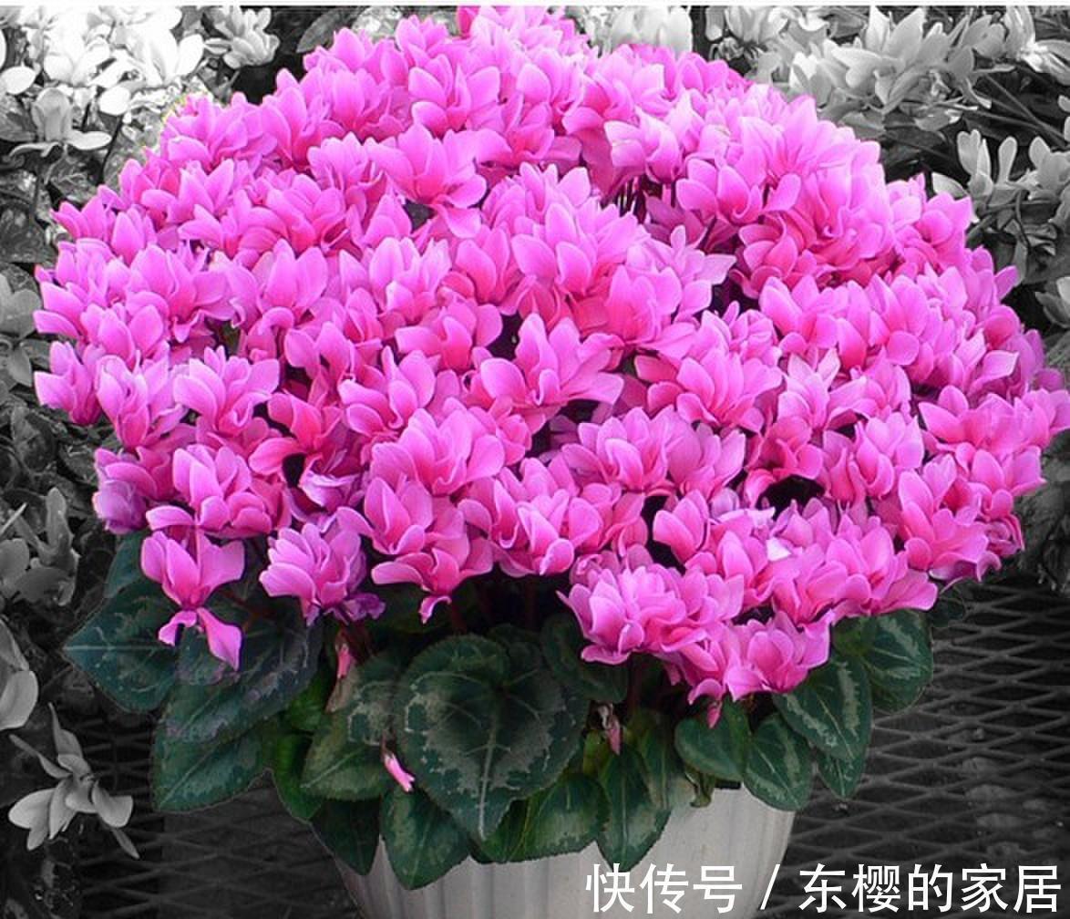 施肥|4种“漂亮花”,现在快入手,晒晒太阳就开花,越冷越漂亮